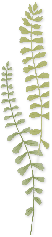 hoja