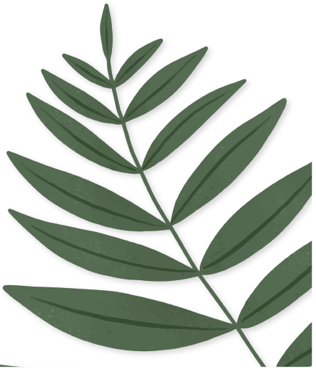 hoja