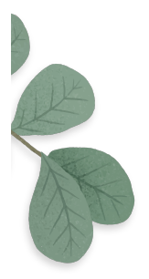 hoja