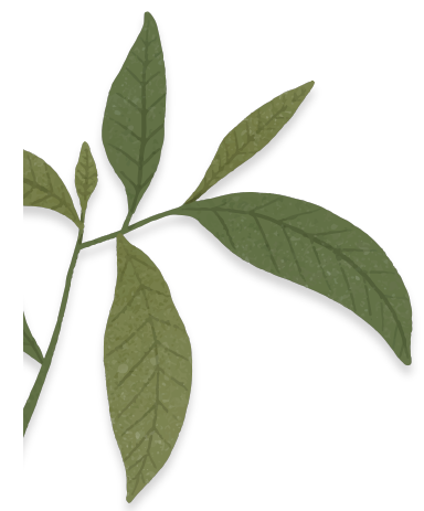 hoja